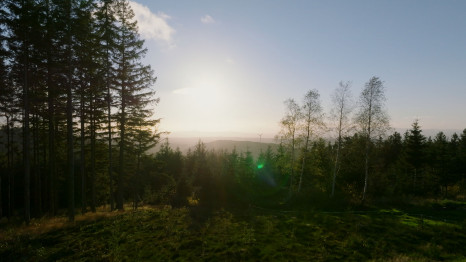 Morgensonne auf einer Waldlichtung. Team Beinert, Drohnenflüge, Drohnenaufnahme, DJI, Drohnenpilot, Luftaufnahmen